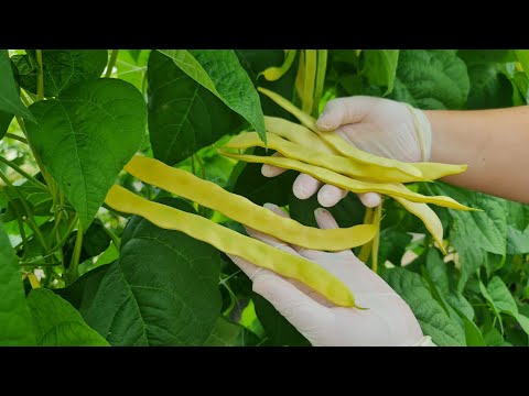 How to grow green beans and have them all season long in the garden? It's not too late to sow!