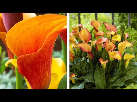 , title : 'How to Grow Zantedeschia (Calla Lilies): Summer Garden Guide'