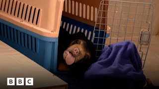 The mischievous bear cub that turned a house into a playground | BBC Global