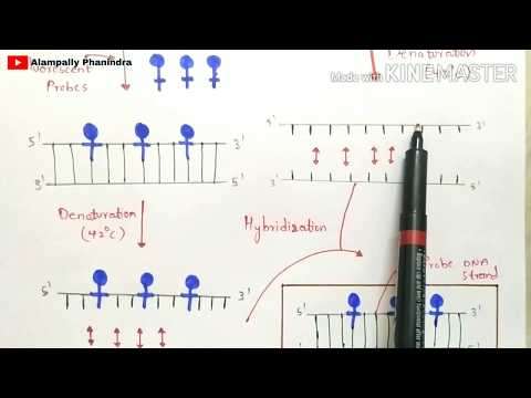 POINT MUTATION BY PHANINDRA GUPTHA