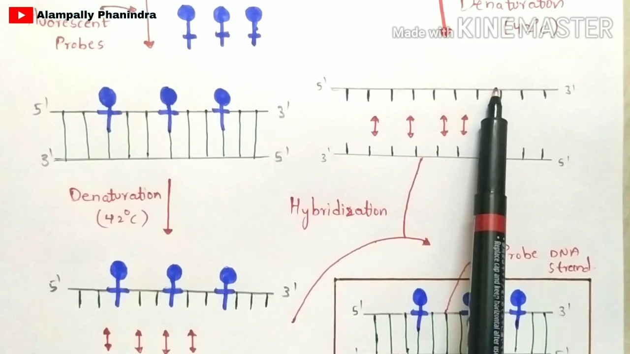 Fluorescence insitu hybridization [ FISH ] | Made easy | Physical mapping | Bio science