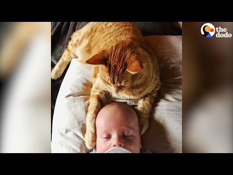 Cat Is Obsessed With New Baby Brother | The Dodo