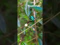 bug on a croton linearis #nature #insects #bugs #plants #fyp