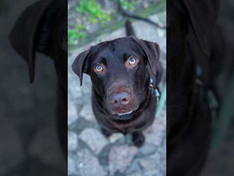 Ho incontrato un cagnolino che ti offre la birra - Choco
