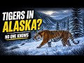 Wild Tigers Keep Being Spotted Across Alaska And No One Can Explain Why