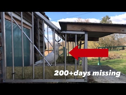 PIGEON RETURNS AFTER 250 DAYS MISSING | Updates