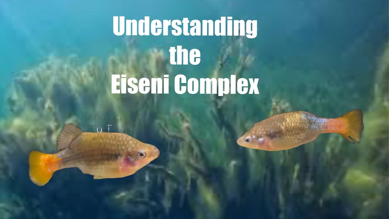 Understanding Eiseni Complex