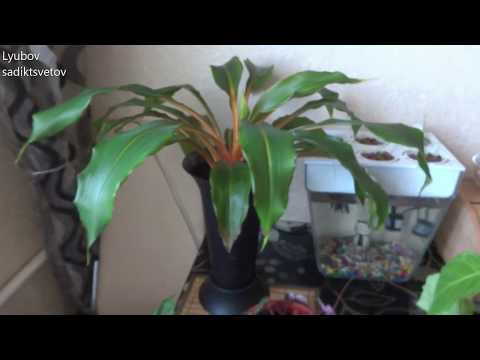 Комнатные цветы/растения. Новая пересадка хлорофитума оранжевого.