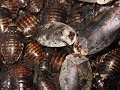 Gyna Caffrorum Ghost Porcelain Cockroach