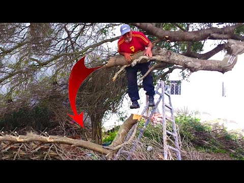 Extremely Dangerous Tree Cutting Fails With Chainsaw 2024 ! Idiots Tree Falling Skills Compilation