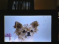 Opening To The Muppets 2012 DVD