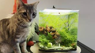 Live Fish Food Best Grindal Worms Setup