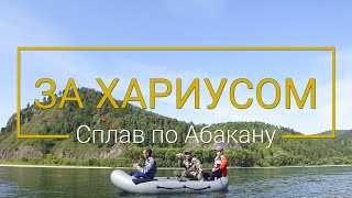Ловля хариуса на реке таштып