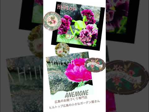 デザイナーズガーデンブランコ – 18 種類のバリエーションの中でどれが一番良いですか?  庭園