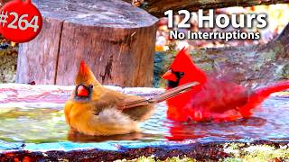 12 Hrs Best of Relaxing TV for Cats π» Uninterrupted Birds π¦ Viola Γ wittrockiana Cat TV @LensMythβ