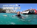 Swimming with HECTOR'S DOLPHINS 🐬 in Akaroa New Zealand 🇳🇿 #DolphinSwim