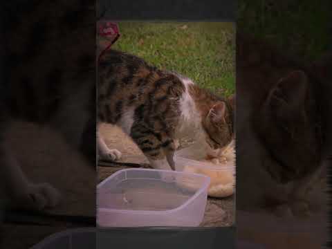 Cat Lover Dilan’s Cutest Reactions! 🐈💕#dilbar #kançiçekleri #barışbaktaş #jeena #vendetta | UC3R