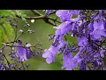 Under the Jacaranda Tree ~ Relax Music with Nature Sounds