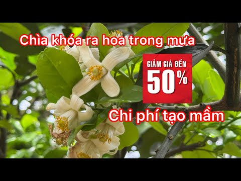 Chìa khóa ra hoa trong mưa giảm 50% chi phí tạo mầm