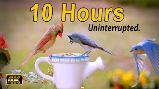 10 Hours of Birds For Cats to Watch 🐦 Uninterrupted CatTV No ADS 😻 Cute Birds Closeup Sounds