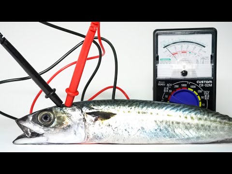 瀕死の魚の脳に電気ショックを与えると…ヤバすぎた