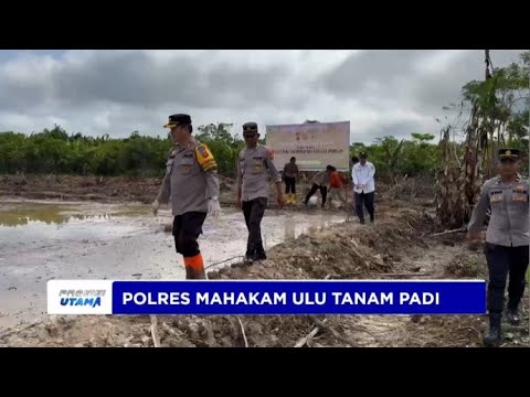 POLRES MAHAKAM ULU TANAM PADI DUKUNG PROGRAM KETAHANAN PANGAN