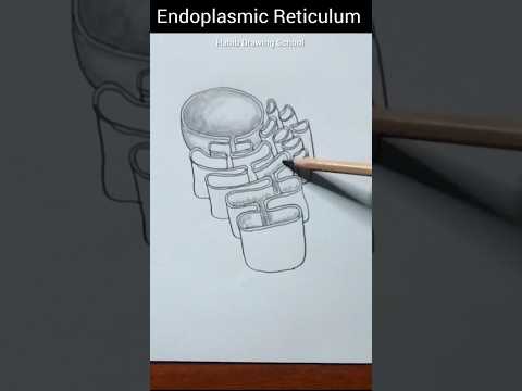 Endoplasmic Reticulum Diagram #shorts #endoplasmicreticulum #diagram