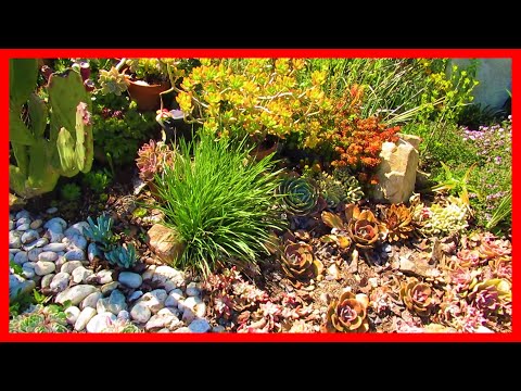 Front garden clean-up day | Vlog #21Succulent &Coffee w/ Liz