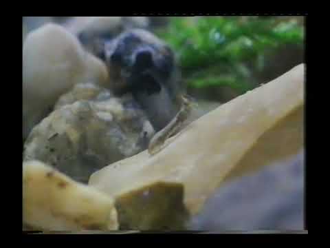 Tarnung und intelligentes Verhalten bei Tieren 3 5/6