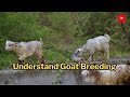 How Goats Breed Secrets Natural AI Breeding EXPLAINED Goat Animals Breeding