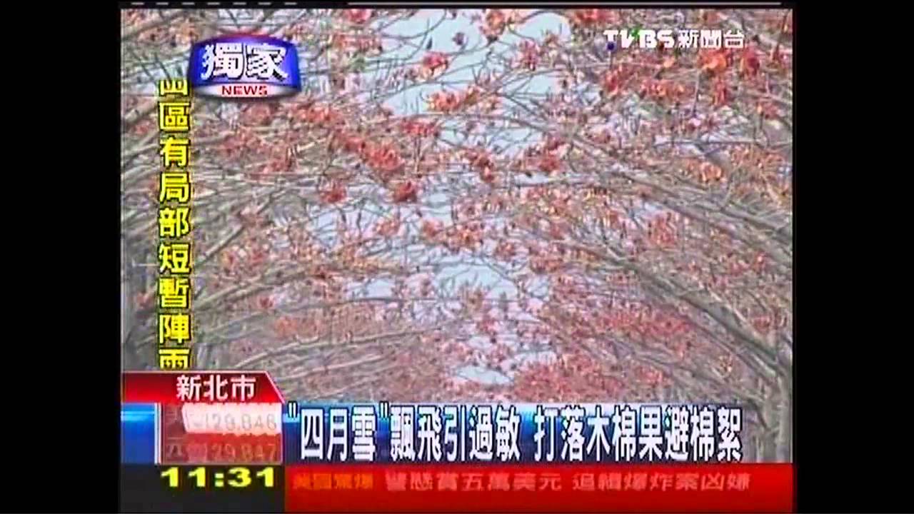 〈獨家〉「4月雪」飄飛引過敏　打落木棉果避棉絮