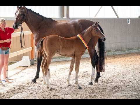 Dancing Queen van Loheky Z (AGANIX DU SEIGNEUR x QUIRINUS VAN 'T RAVENNEST) - Video 2 video thumbnail