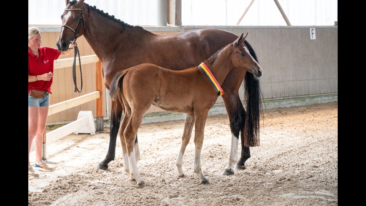 Dancing Queen van Loheky Z (AGANIX DU SEIGNEUR x QUIRINUS VAN 'T RAVENNEST) video 1