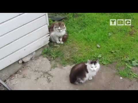 ПРЯМО ЗА ДУШУ БЕРЁТ ЭТА ПЕСНЯ! ПОСЛУШАЙТЕ