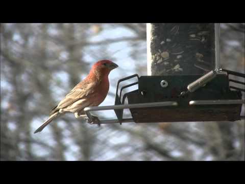 Saying goodbye to our beautiful backyard Redpolls