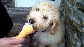 preview picture of video 'Miniature Labradoodle - Harley - Eating His Favorite Ice Cream at Padstow Cornwall UK'