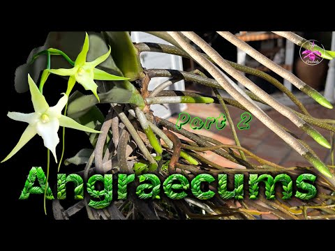 Angraecum sesquipedale Orchids 2025 Season Roots UPDATE | Madagascar Native Orchids #ninjaorchids