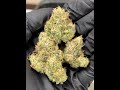 Divinity by Inhouse Genetics