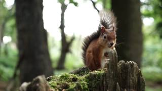 preview picture of video 'Brownsea Island - Two Squirrels'