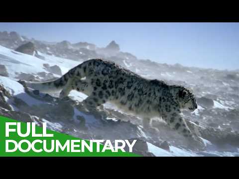 Stealth Hunters - Predator and Prey | Free Documentary Nature