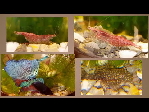 Развеселые креветки черри! Великолепный Петруша! (betta splendens) ..аквариумная жизнь;))