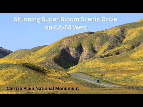 2023 Wildflowers in Carrizo Plain, Scenic Drive on CA-58 West