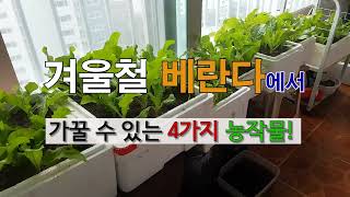 겨울철 베란다에서 가꿀 수 있는 4가지 작물! # 베란다에서 농작물!