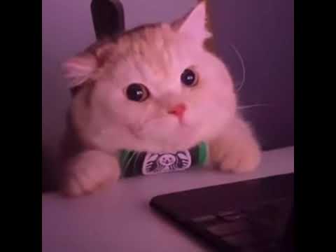 what it feels like when u listen to fliggsy🎲