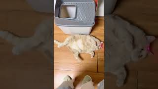 Những chú mèo ngộ nghĩnh, vui nhộn, TiktokTrungQuốc#mèo#tiktok#hàihước#2