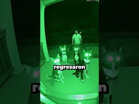 nueve noches de aullidos #trending