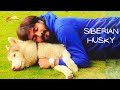 Kurumba Song Whatsapp Status Dog Love SIBERIAN HUSKY