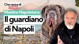 Download lagu Cosa devi sapere sul Mastino Napoletano: caratteristiche e storia del 'guardiano di Napoli' mp3 Download lagu Cosa devi sapere sul Mastino Napoletano: caratteristiche e storia del 'guardiano di Napoli' mp3