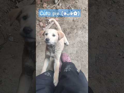 they're cute+loyal 🥹🤍||#navjotyadav #fyp #Naviotic #shorts #dog #cute #viral ||