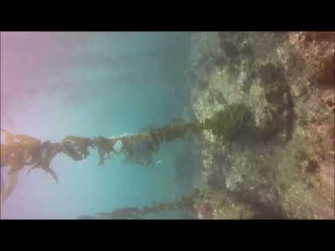 SCUBA DIVING ANACAPA in the CHANNEL ISLANDS 2023